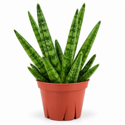 sansevieria hedgehog