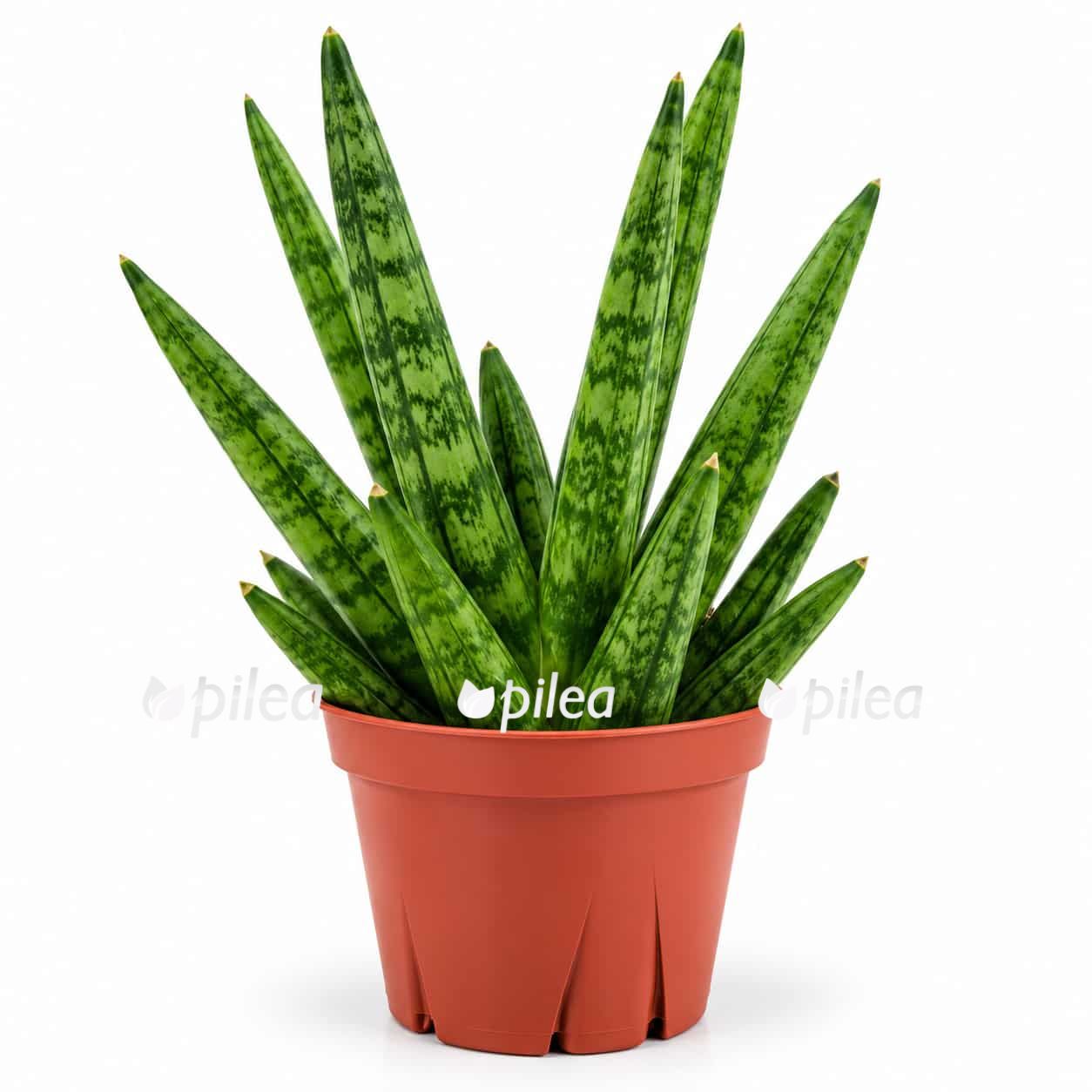 sansevieria-hedgehog sansevieria hedgehog