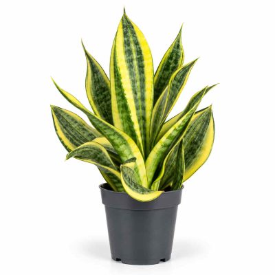 sansevieria hi color