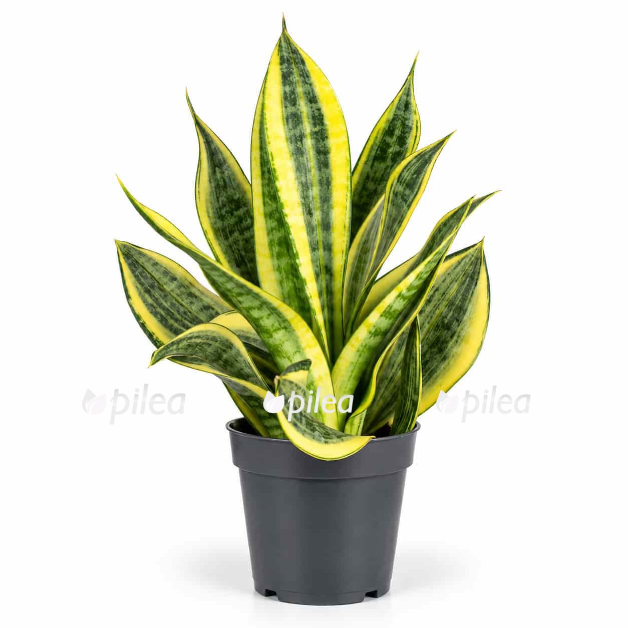 sansevieria-hi-color sansevieria hi color