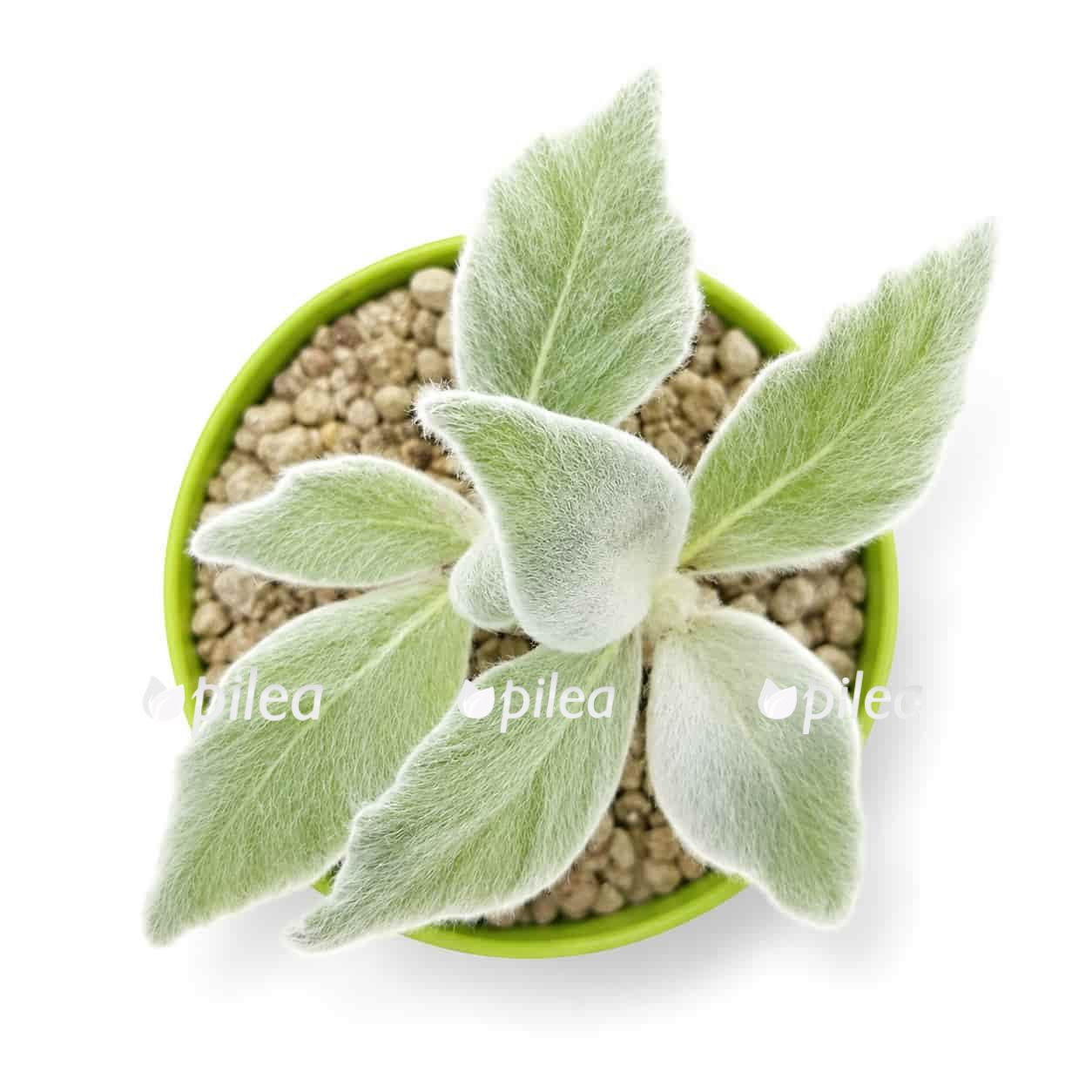 sinningia rechsteineria leucotricha