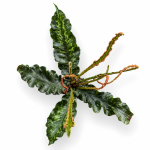 tectaria hilocarpa