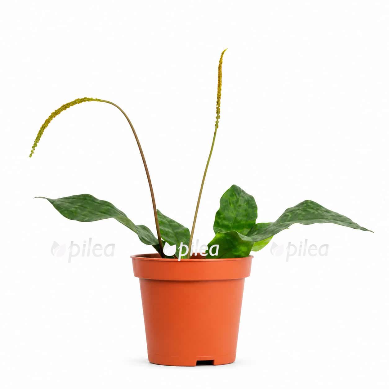 tectaria-hilocarpa tectaria hilocarpa