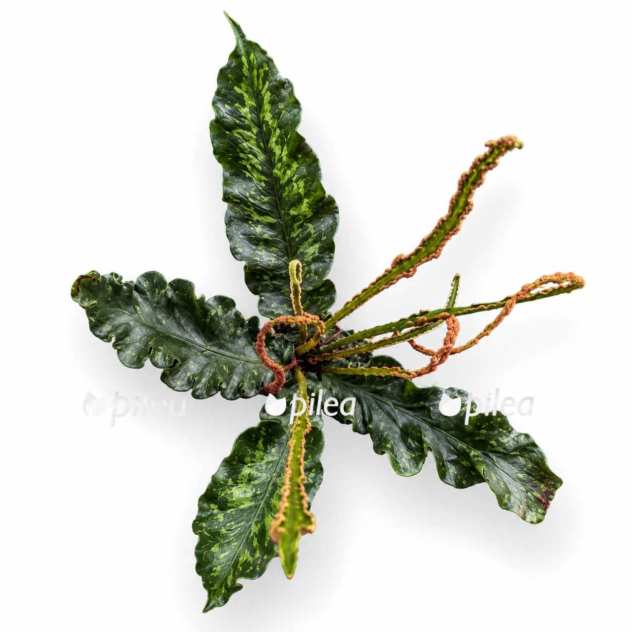 tectaria hilocarpa