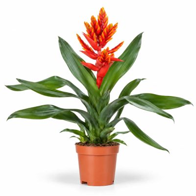 aechmea pepita elegant flames