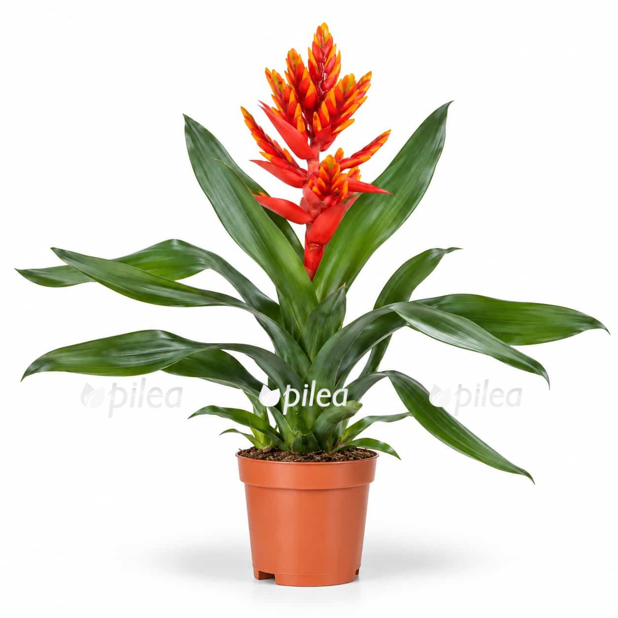 aechmea-pepita-elegant-flames aechmea pepita elegant flames