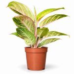 aglaonema pepermint pink