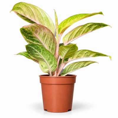 aglaonema pepermint pink