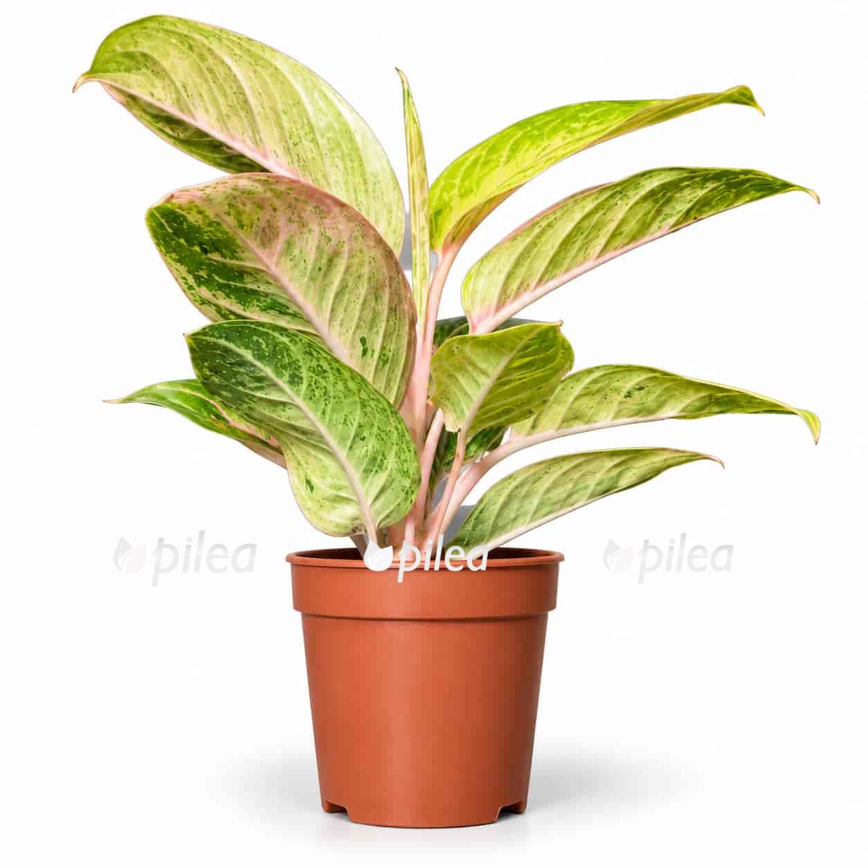 aglaonema-pepermint-pink aglaonema pepermint pink