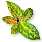 aglaonema pepermint pink