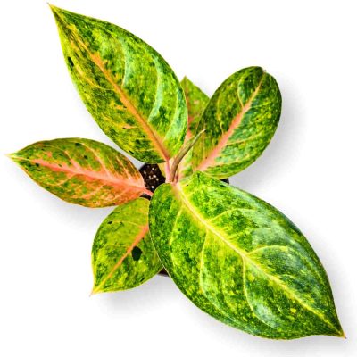 aglaonema pepermint pink