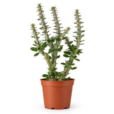 alluaudia procera