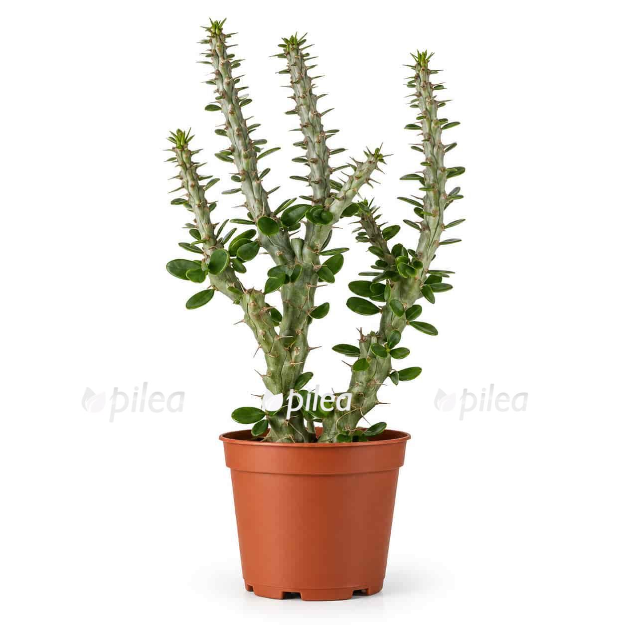 alluaudia-procera alluaudia procera