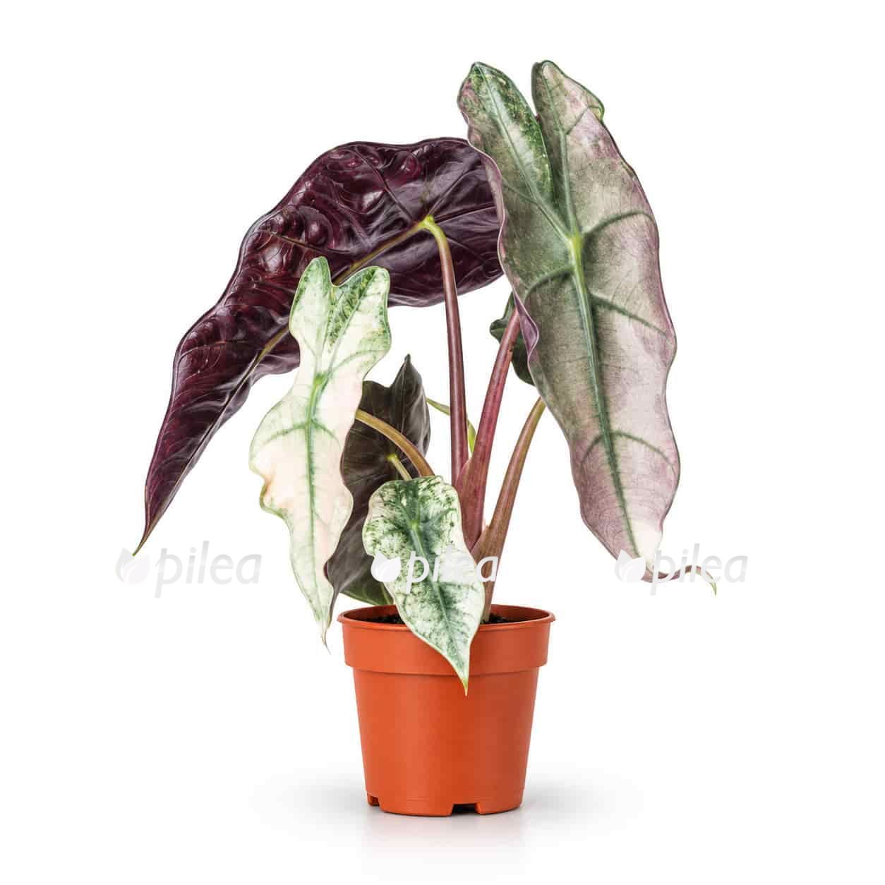 alocasia-amazonica-dwarf-variegata alocasia amazonica dwarf variegata