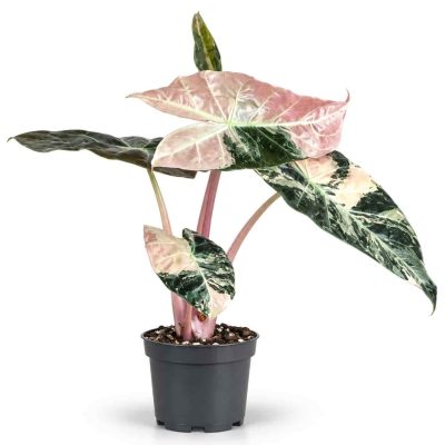 alocasia nairobi vs pink dragon