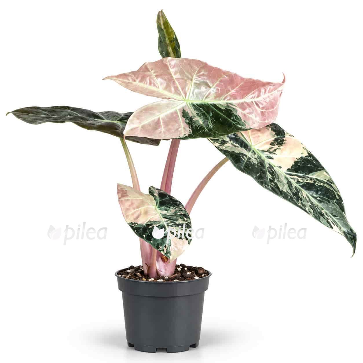 alocasia-nairobi-vs-pink-dragon alocasia nairobi vs pink dragon