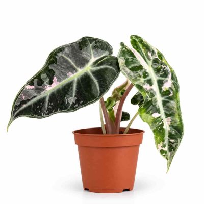 alocasia polly pink lava