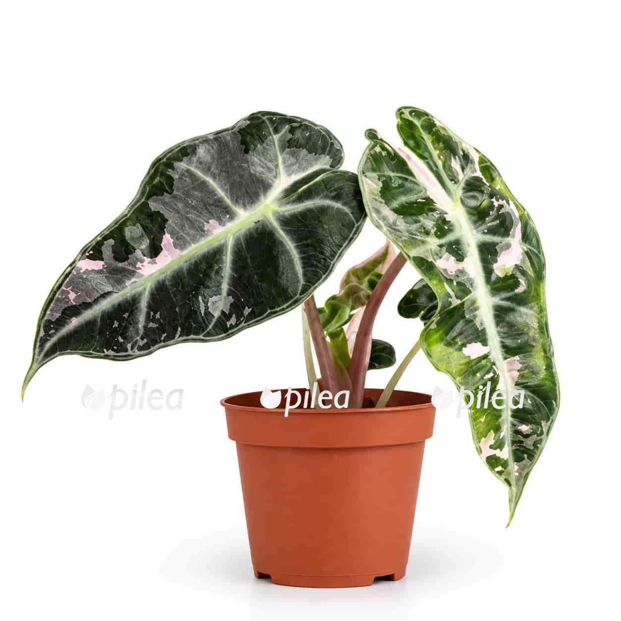 alocasia-polly-pink-lava alocasia polly pink lava