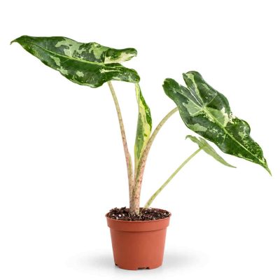 alocasia sarian albo variegated