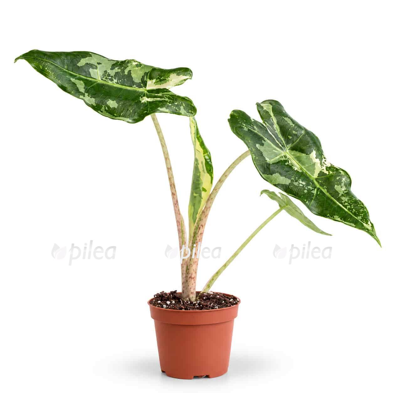 alocasia-sarian-albo-variegated alocasia sarian albo variegated
