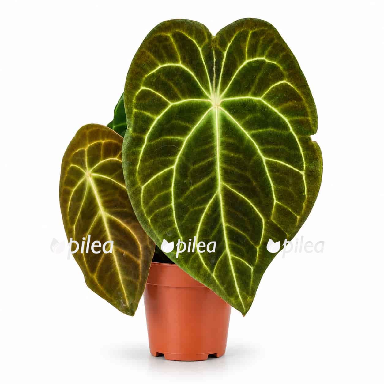 anthurium hybrid verrassing