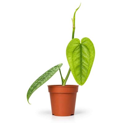 anthurium sp limon