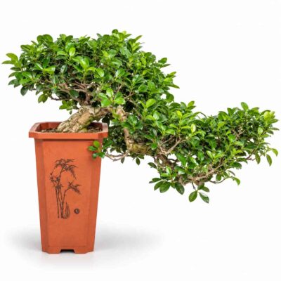 bonsay mikrokarpa ginseng kaskad