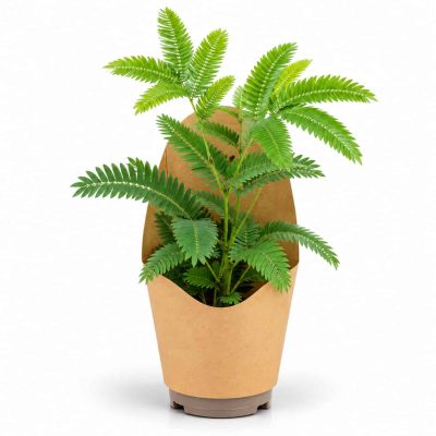 cojoba arborea