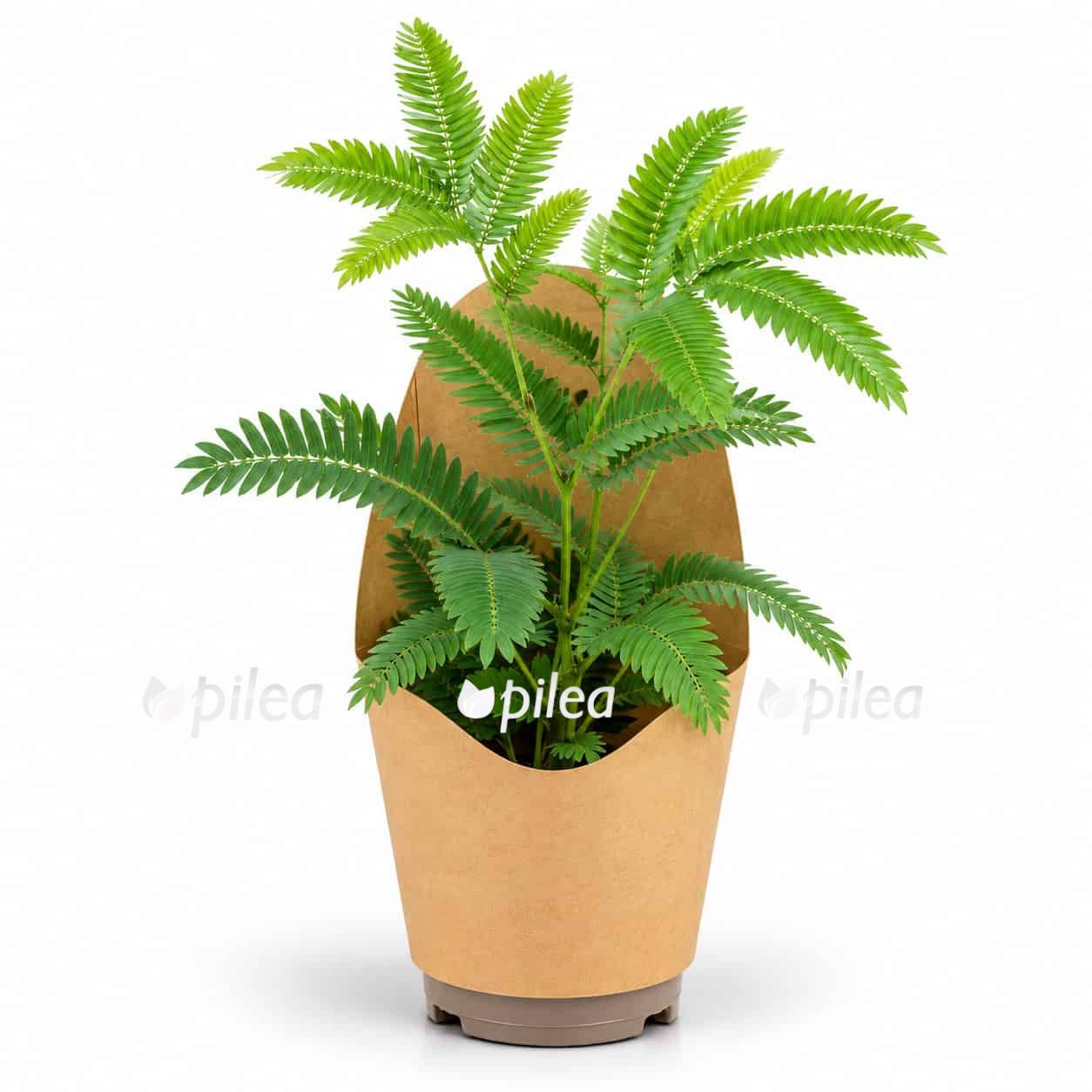 cojoba-arborea cojoba arborea