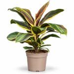 cordyline chocolate queen