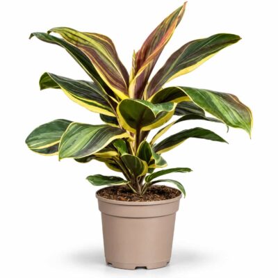 cordyline chocolate queen