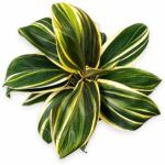 cordyline chocolate queen
