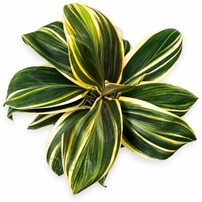 cordyline chocolate queen