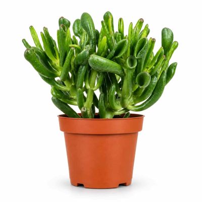 crassula ovata coral
