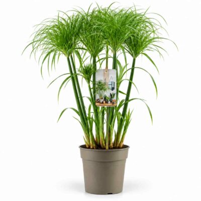 cyperus papyrus