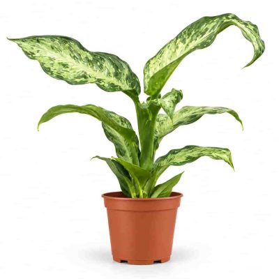 dieffenbachia memoria corsii