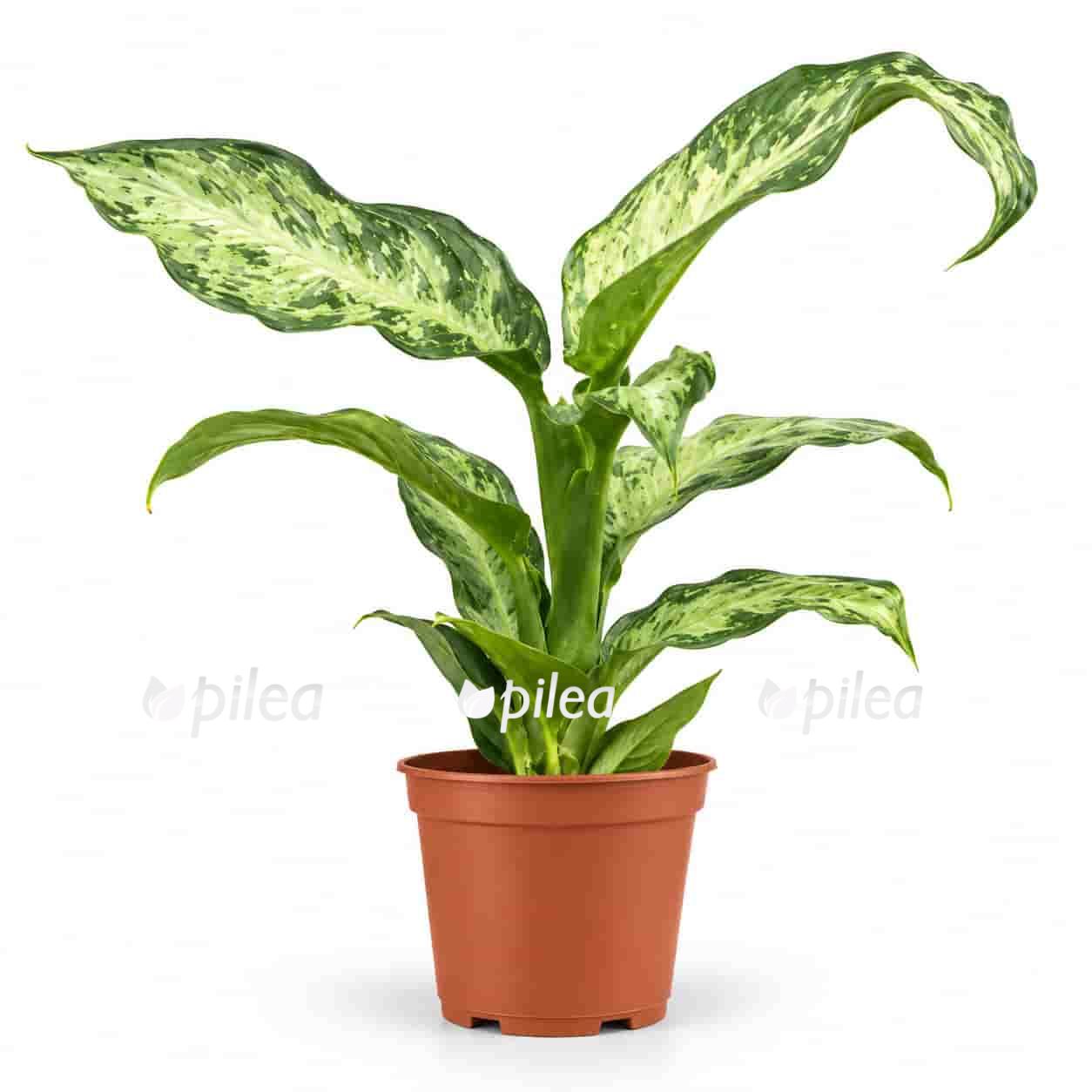 dieffenbachia-memoria-corsii dieffenbachia memoria corsii