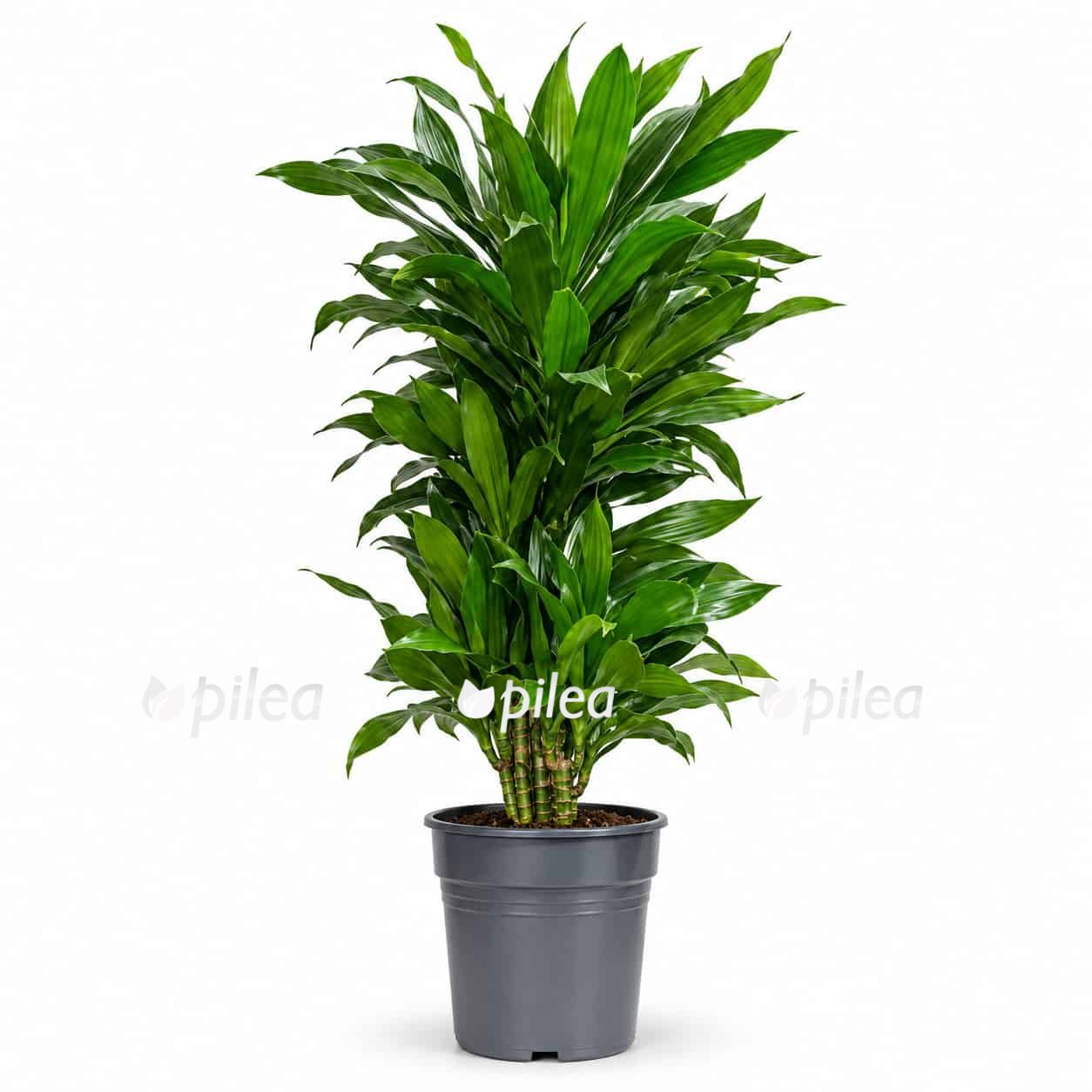 dratsena-fragrans-dzheyd-dzhevel-branch dratsena fragrans dzheyd dzhevel branch