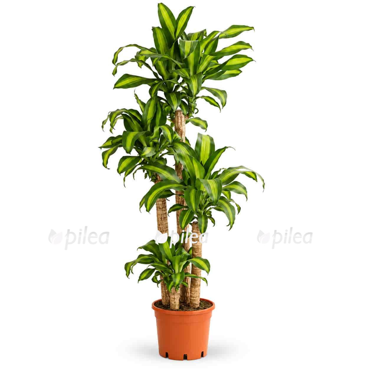dratsena fragrans massandzhena 4 stvola