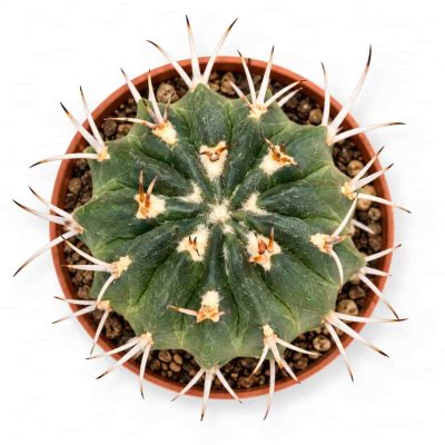 echinofossulocactus coptonogonus