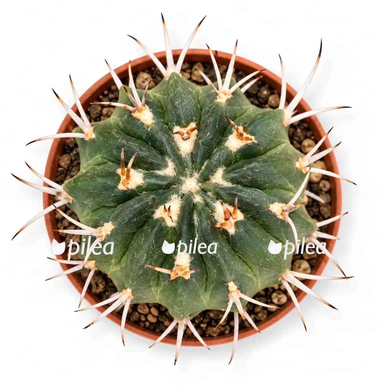 echinofossulocactus-coptonogonus echinofossulocactus coptonogonus
