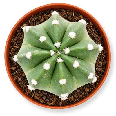 echinopsis denudatum