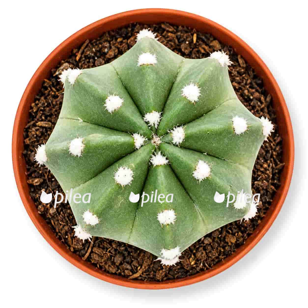 echinopsis-denudatum echinopsis denudatum