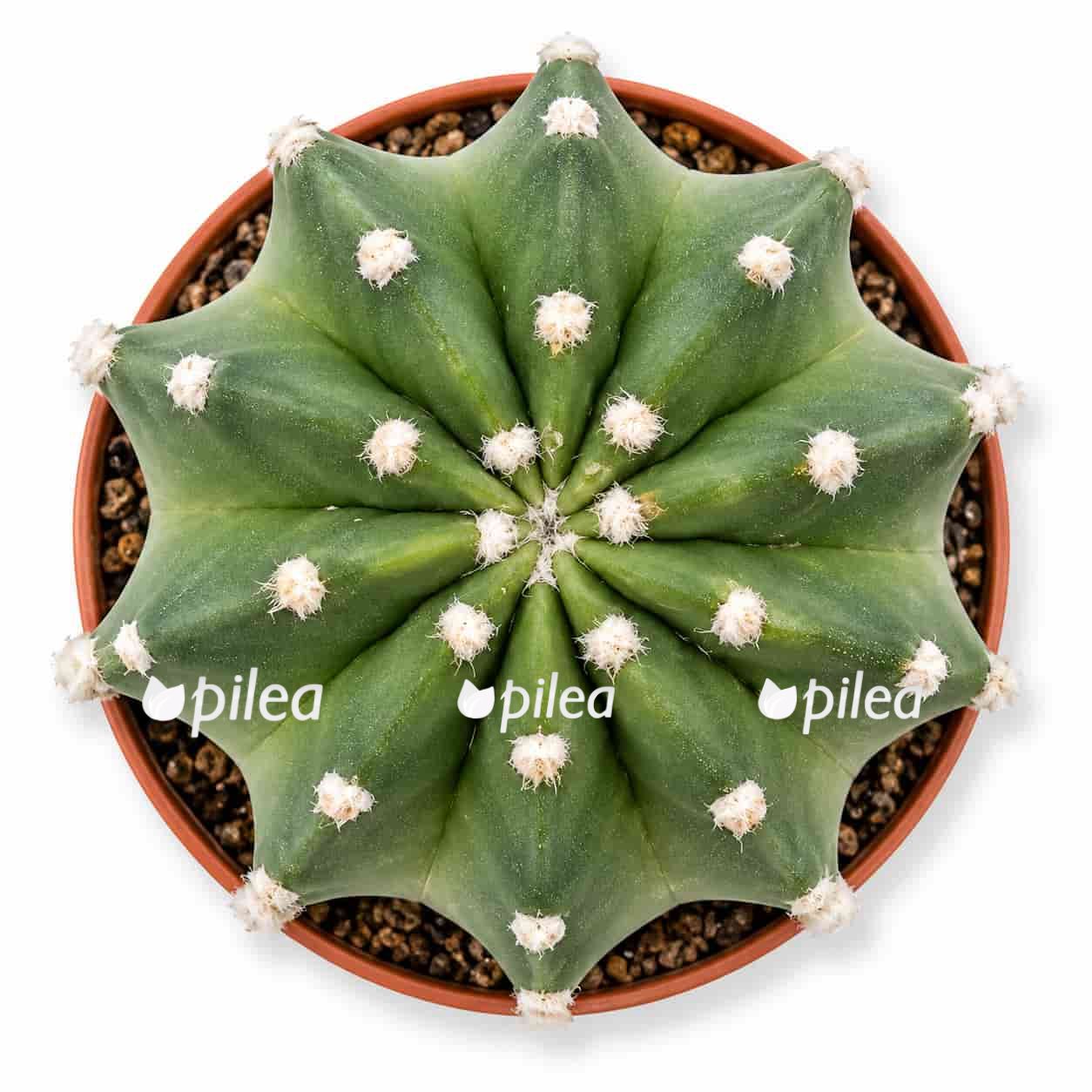 echinopsis subdenudata