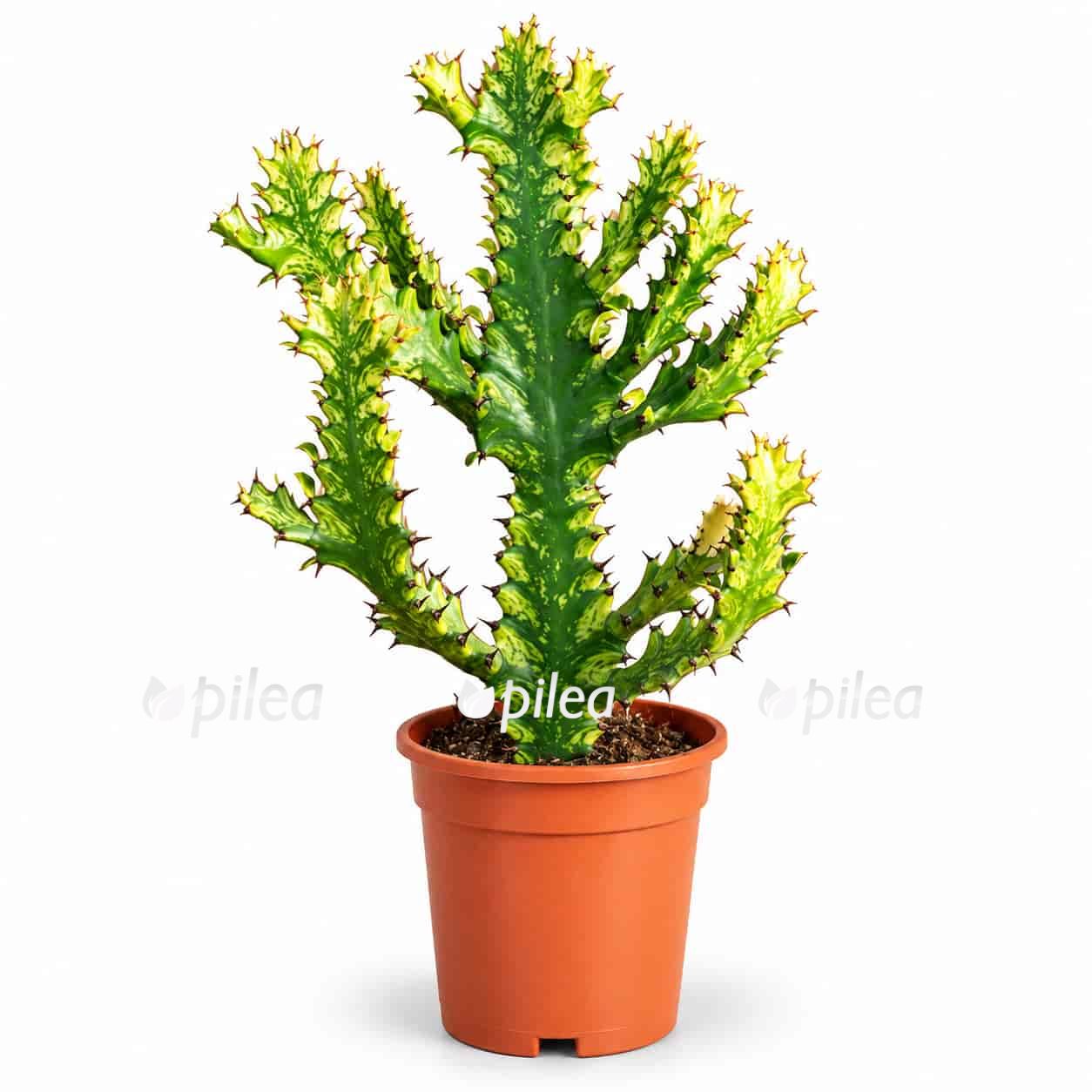 euphorbia-mayuranathanii-variegata euphorbia mayuranathanii variegata