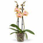 falenopsis sparks
