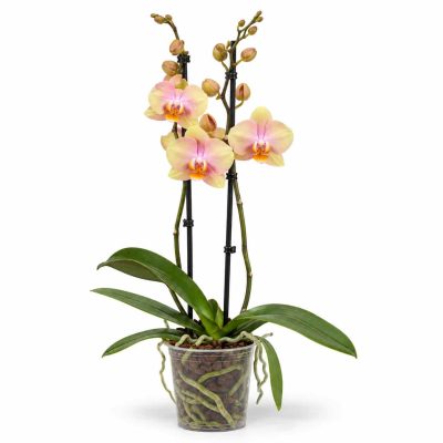 falenopsis sparks