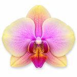 falenopsis sparks