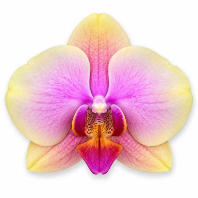 falenopsis sparks