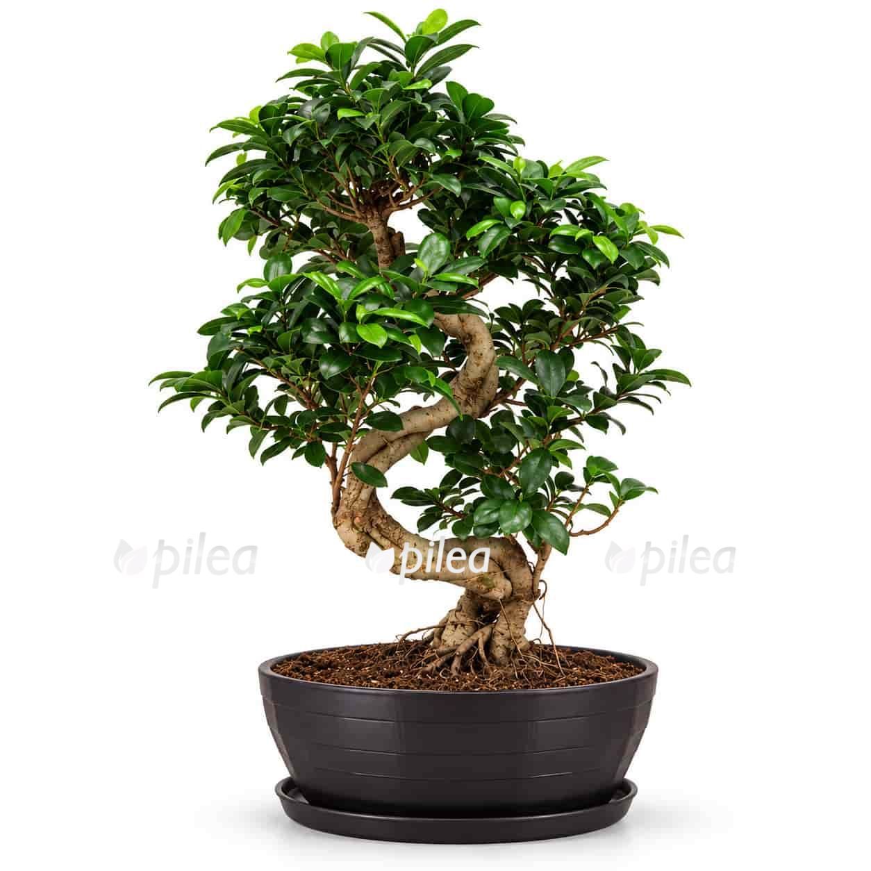 fikus-mikrokarpa-ginseng-v-keramike fikus mikrokarpa ginseng v keramike